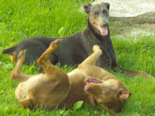 Petie and Nellie, two dogs playing in the grass.